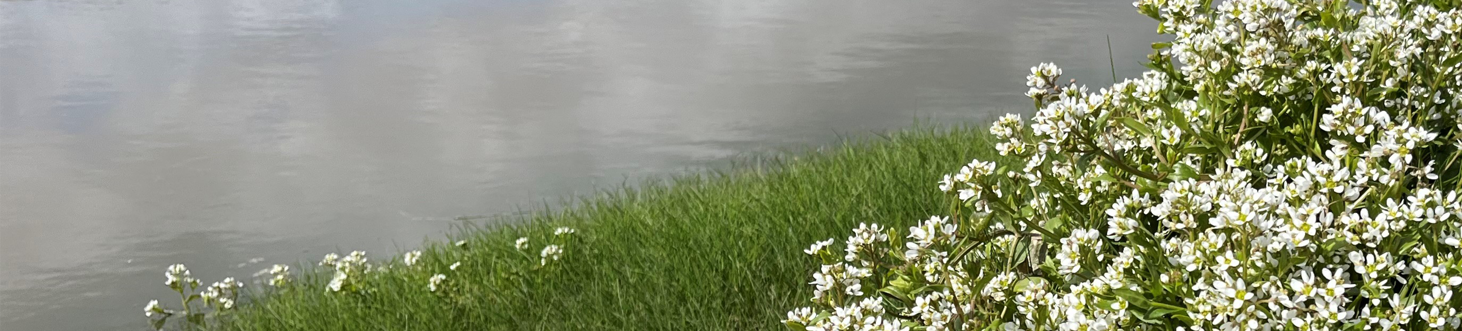 Saltmarsh Code consultation UK Centre for Ecology & Hydrology